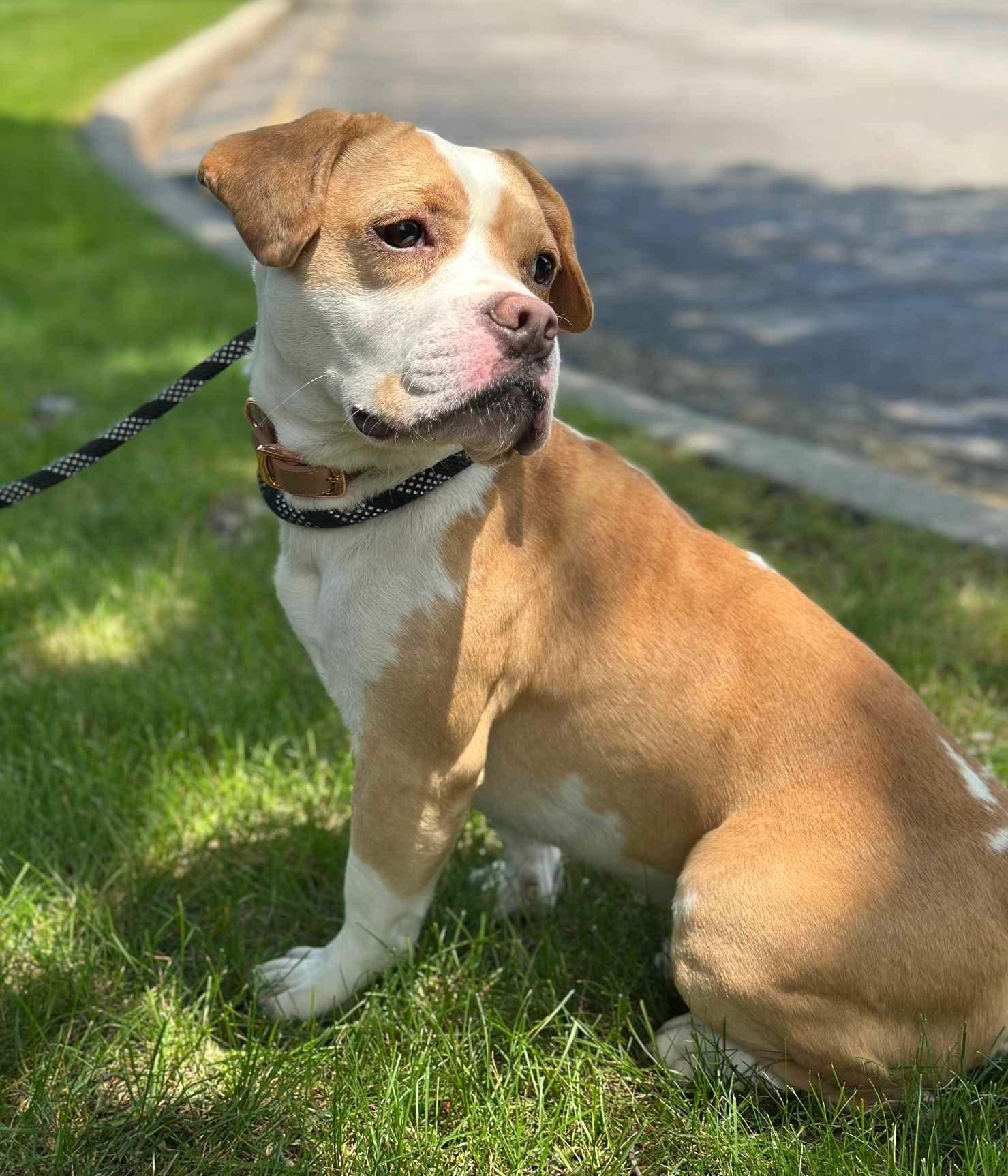 Enlarge Silo (Foster or Adopter Needed!), a Adoptable mixed breed in Westwood, NJ image 5/7