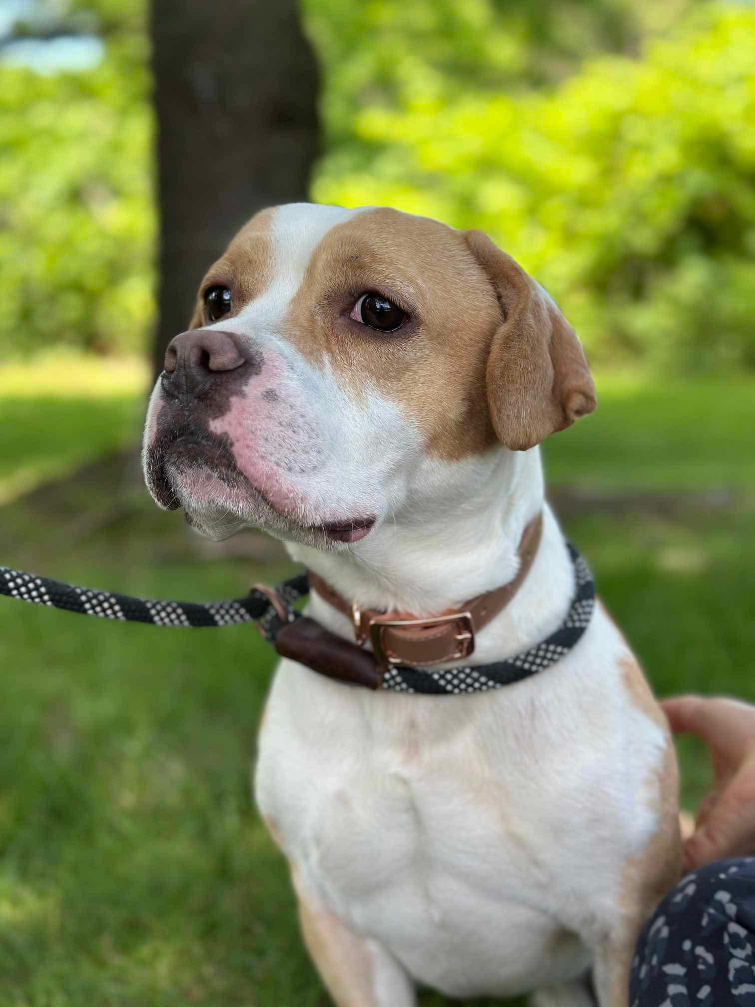 Enlarge Silo (Foster or Adopter Needed!), a Adoptable mixed breed in Westwood, NJ image 2/7