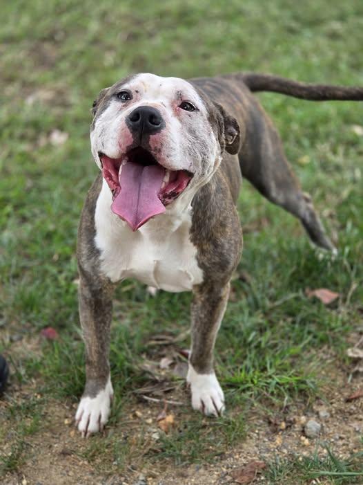 Enlarge 25-01413 SAPPHIRE, a Adoptable Pit Bull Terrier in Fredericksburg, VA image 1/1