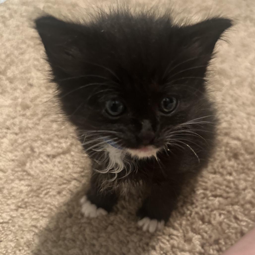 Enlarge Rigatoni, a Adoptable Domestic Short Hair in Inman, SC image 2/2
