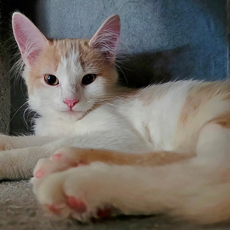 FWT Timmy, Adoptable, Kitten Male Domestic Medium Hair.