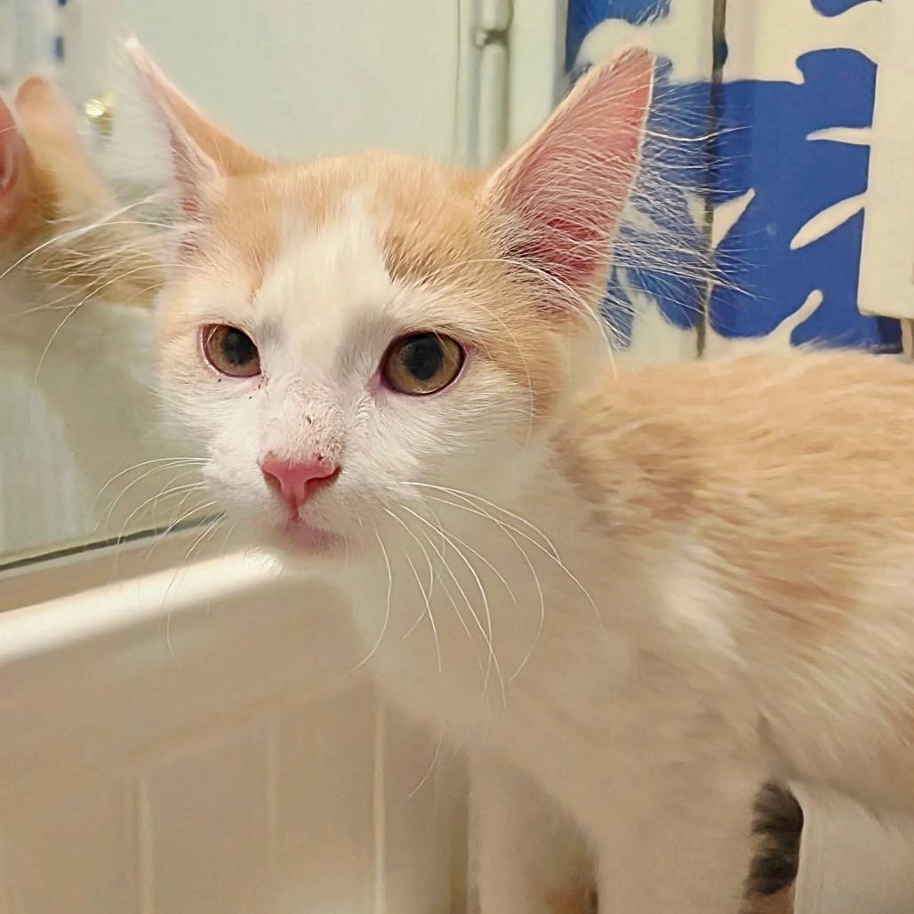 Enlarge FWT Timmy, a Adoptable Domestic Medium Hair in Midland, TX image 2/5