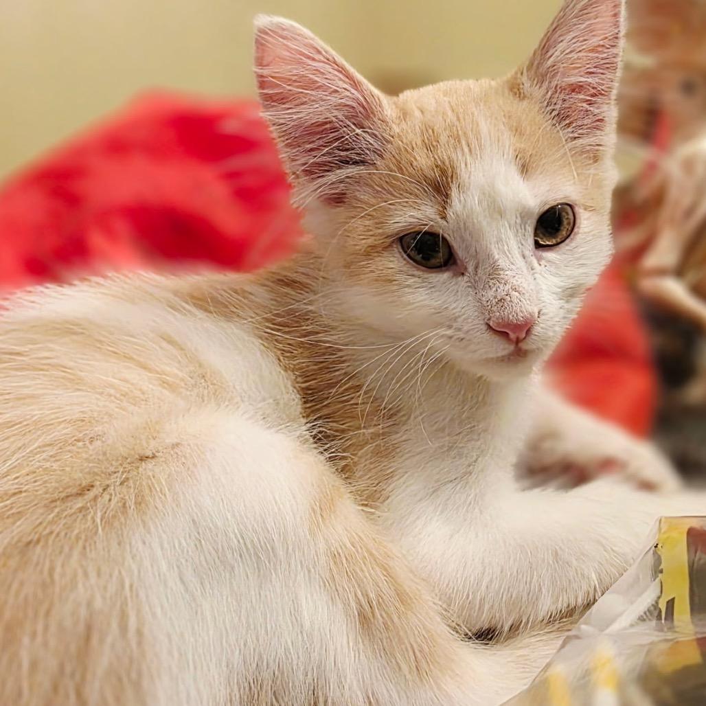 Enlarge FWT Timmy, a Adoptable Domestic Medium Hair in Midland, TX image 3/5
