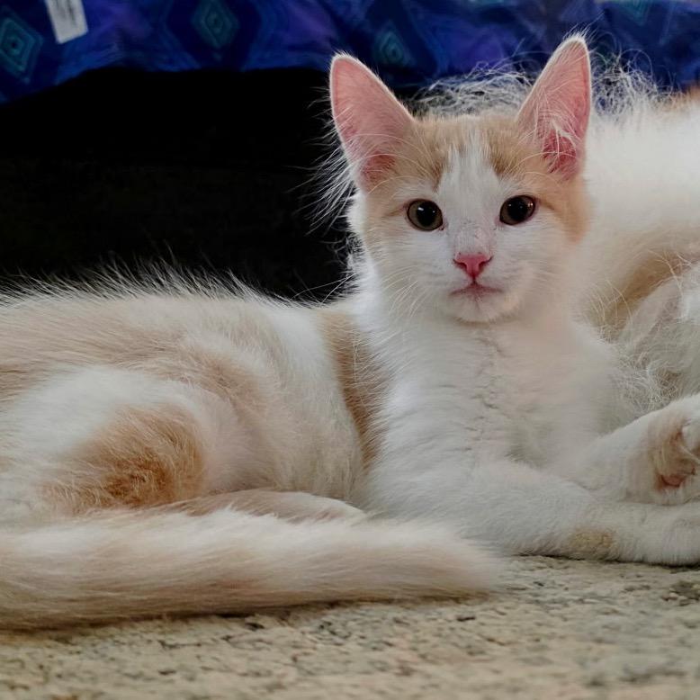Enlarge FWT Timmy, a Adoptable Domestic Medium Hair in Midland, TX image 4/5