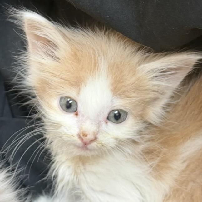 Enlarge FWT Timmy, a Adoptable Domestic Medium Hair in Midland, TX image 5/5