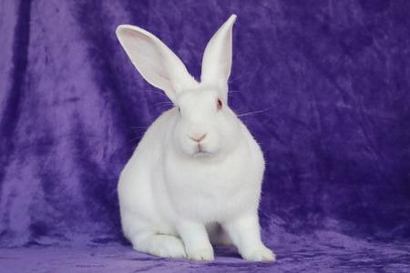 Deno, Adoptable, Baby Male Bunny Rabbit.