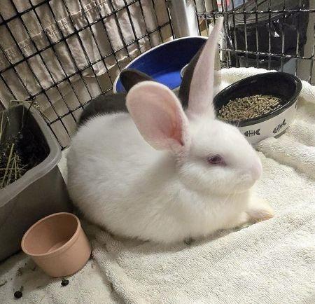 Enlarge Deno, a Adoptable Bunny Rabbit in Scotts Valley, CA image 3/3