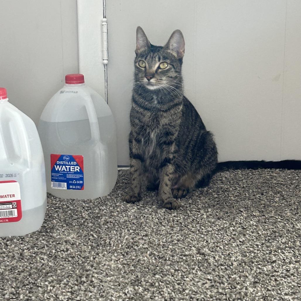 Dunkin, Adoptable, Young Female Domestic Short Hair.