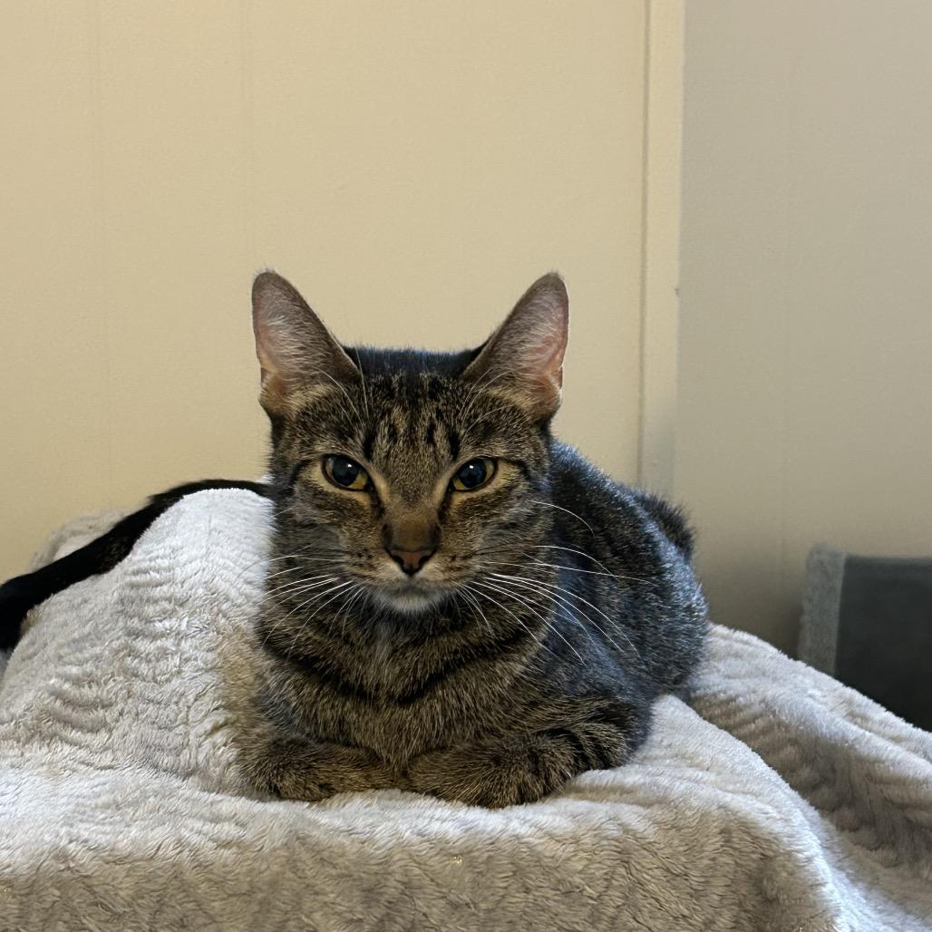 Enlarge Dunkin, a Adoptable Domestic Short Hair in Ferndale, MI image 2/5