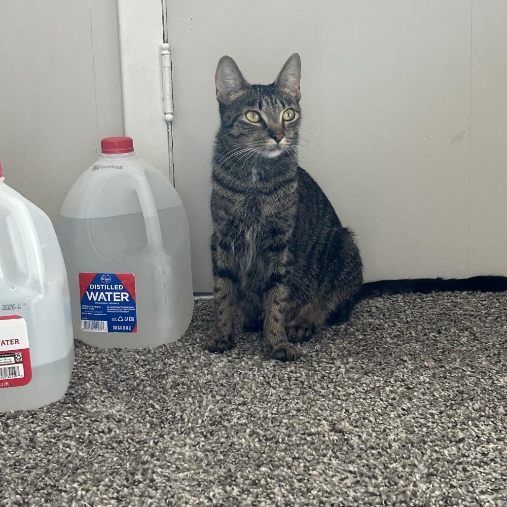 Enlarge Dunkin, a Adoptable Domestic Short Hair in Ferndale, MI image 3/5