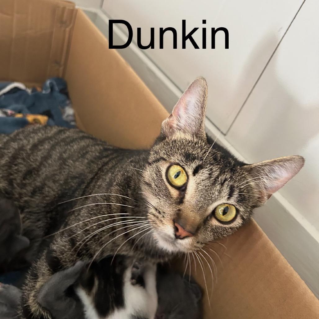 Enlarge Dunkin, a Adoptable Domestic Short Hair in Ferndale, MI image 4/5