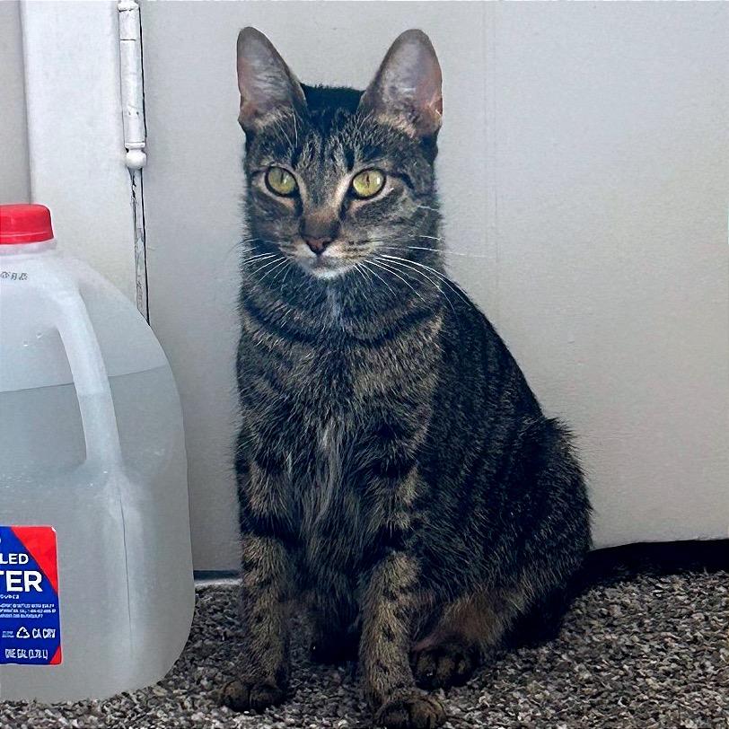 Enlarge Dunkin, a Adoptable Domestic Short Hair in Ferndale, MI image 5/5