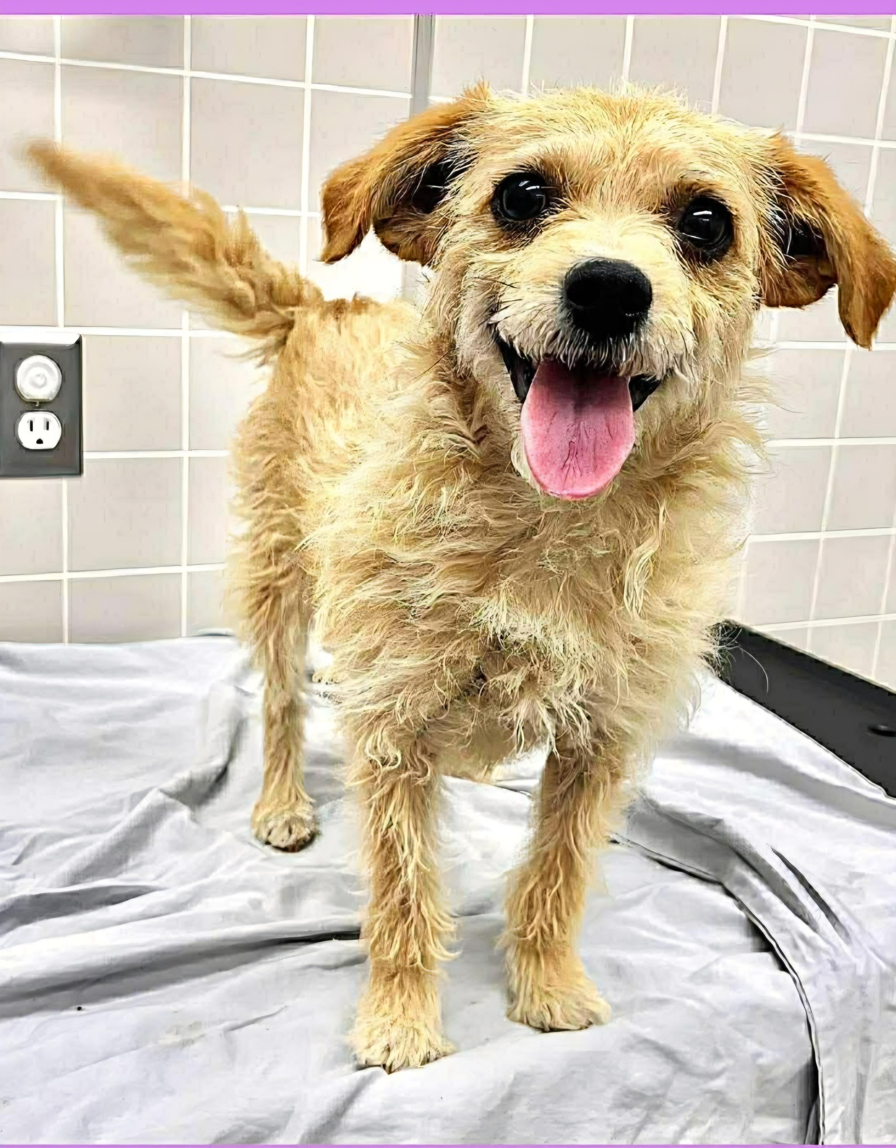 Bonnie, adopted, Young Female Fox Terrier.