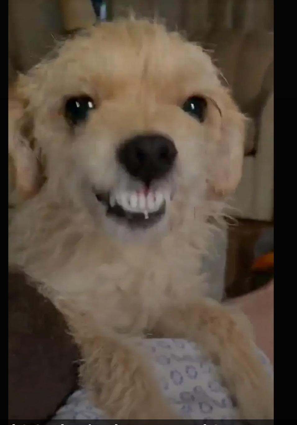 Enlarge Bonnie, an adopted mixed breed in Roseburg, OR image 4/4