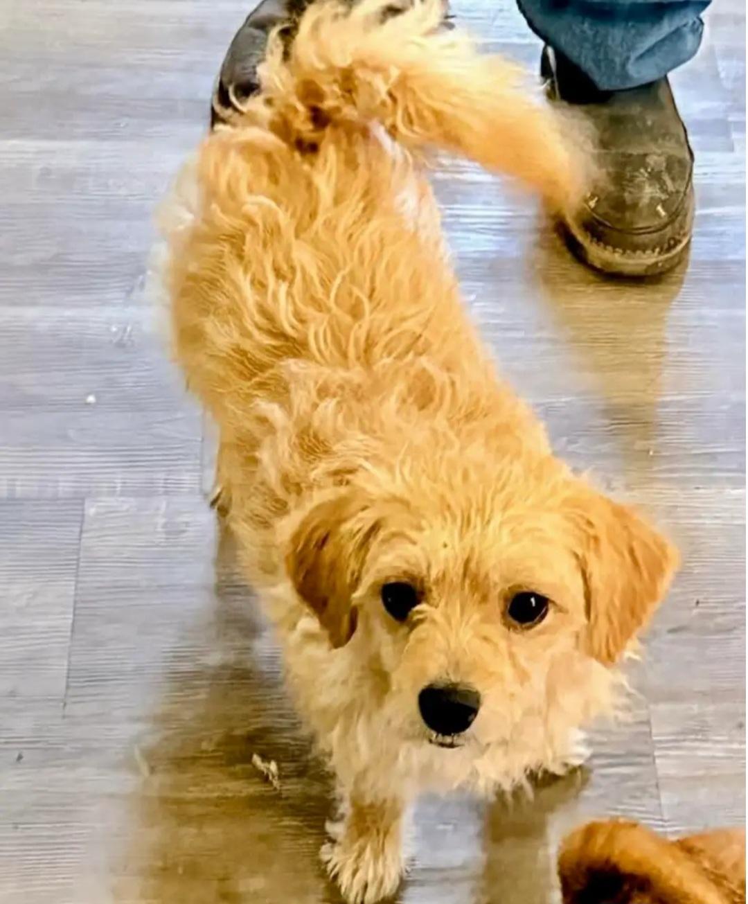 Enlarge Bonnie, an adopted mixed breed in Roseburg, OR image 2/4