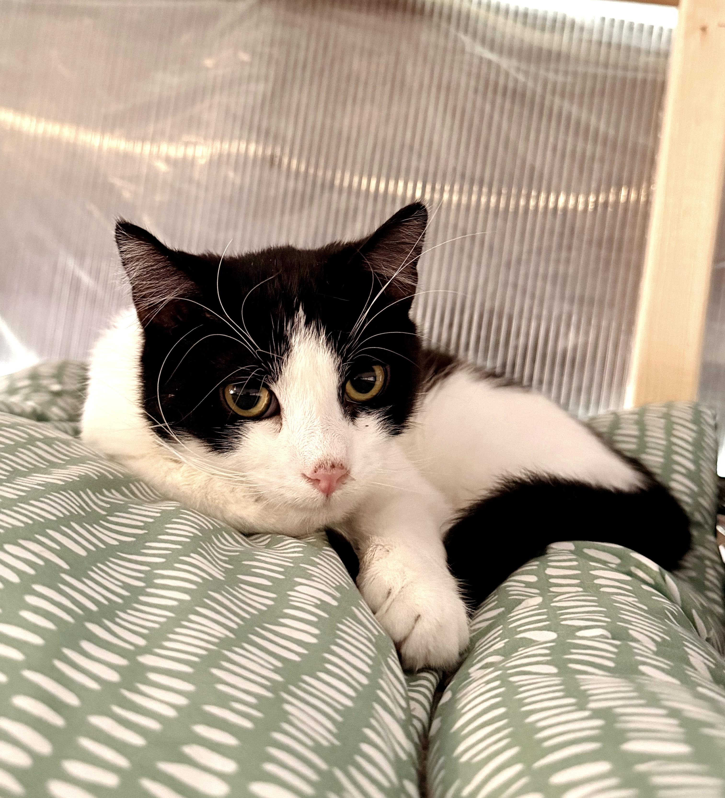 Enlarge Petyr, a ADOPTABLE Tuxedo in Philadelphia, PA image 3/5