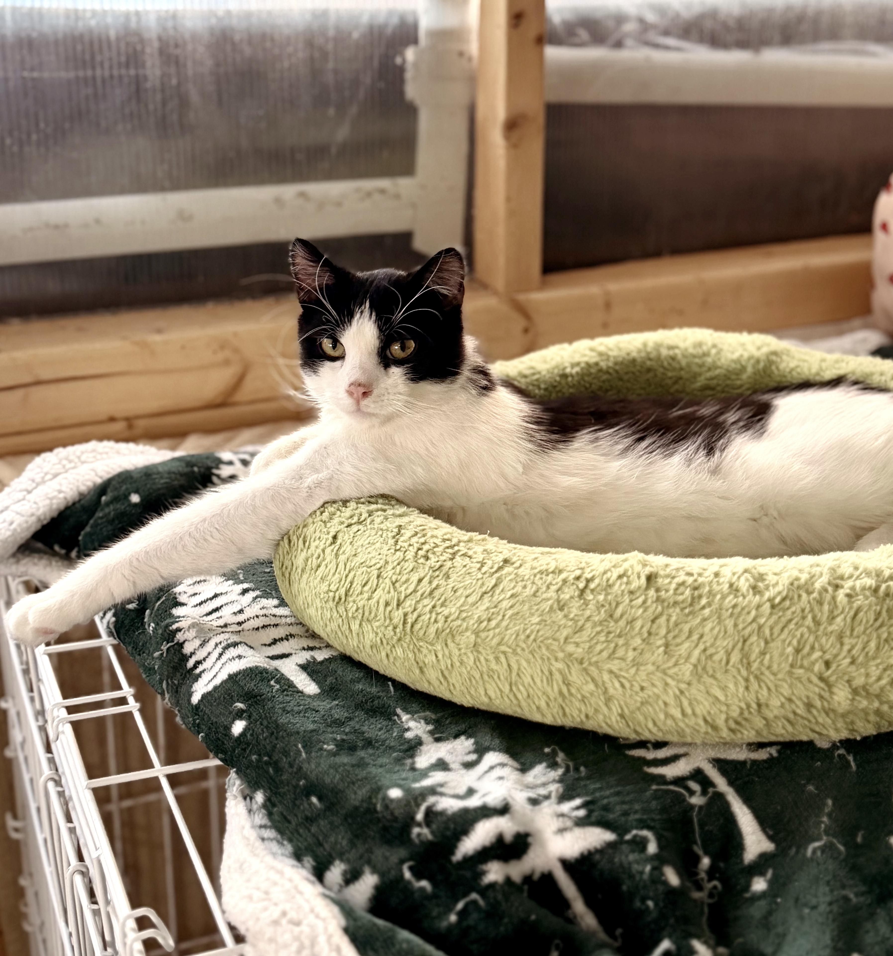 Enlarge Petyr, a ADOPTABLE Tuxedo in Philadelphia, PA image 2/5