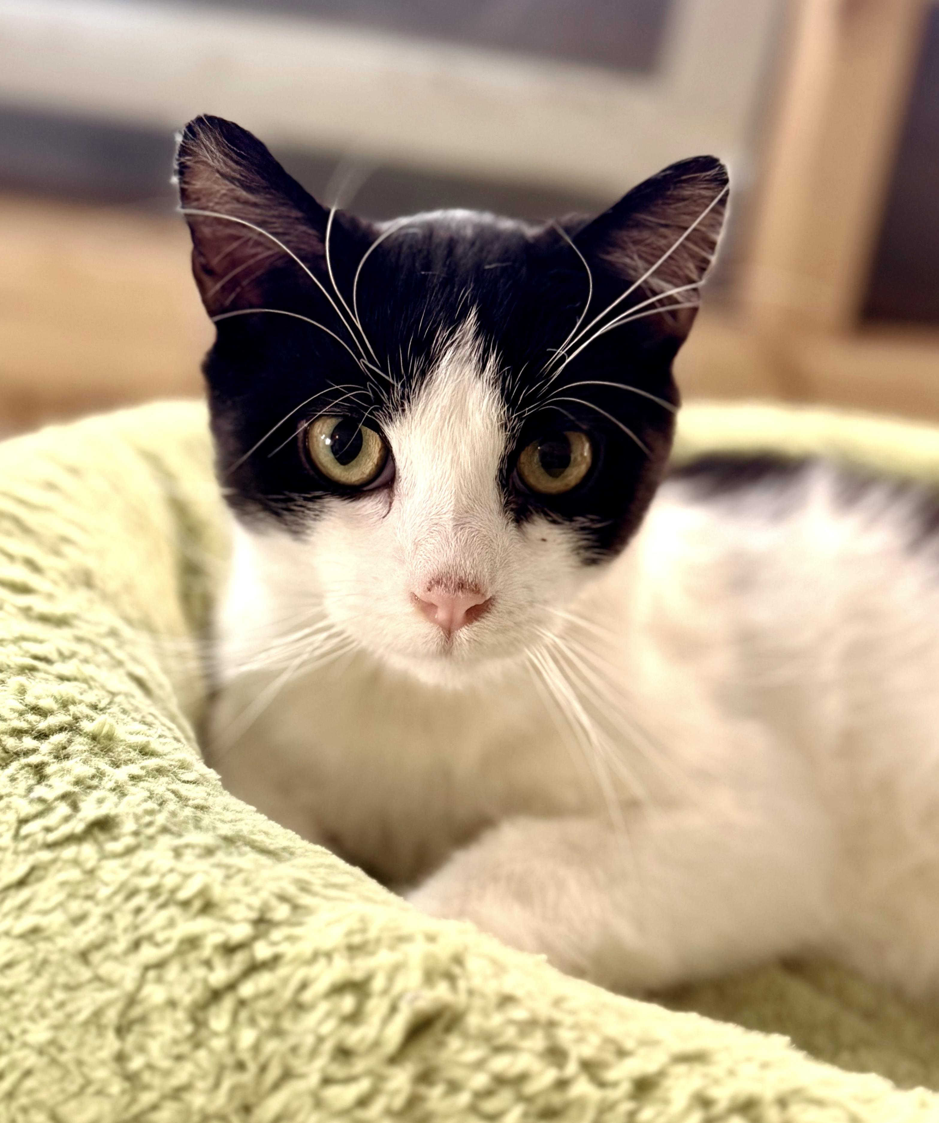 Enlarge Petyr, a ADOPTABLE Tuxedo in Philadelphia, PA image 1/5