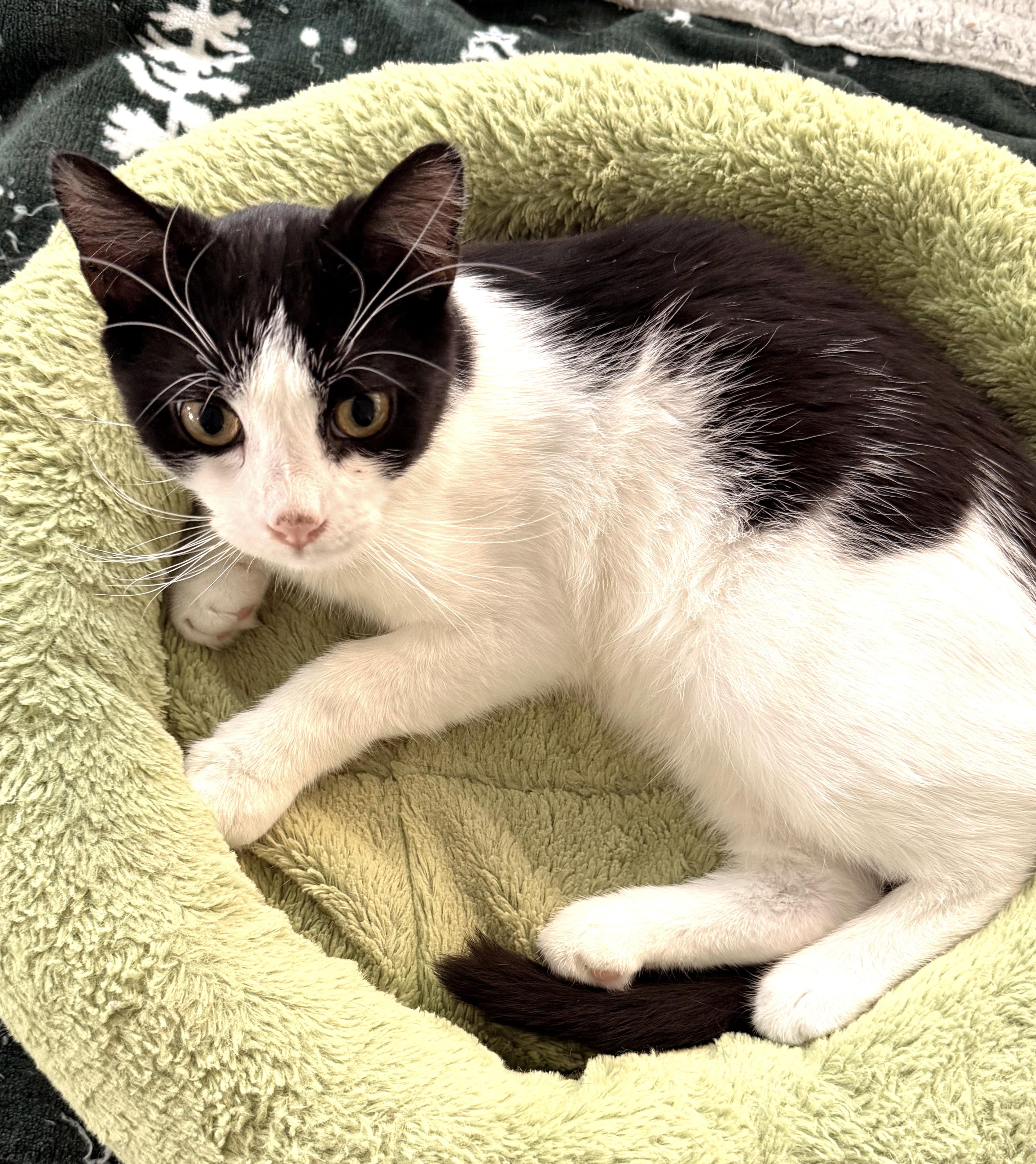Enlarge Petyr, a ADOPTABLE Tuxedo in Philadelphia, PA image 5/5