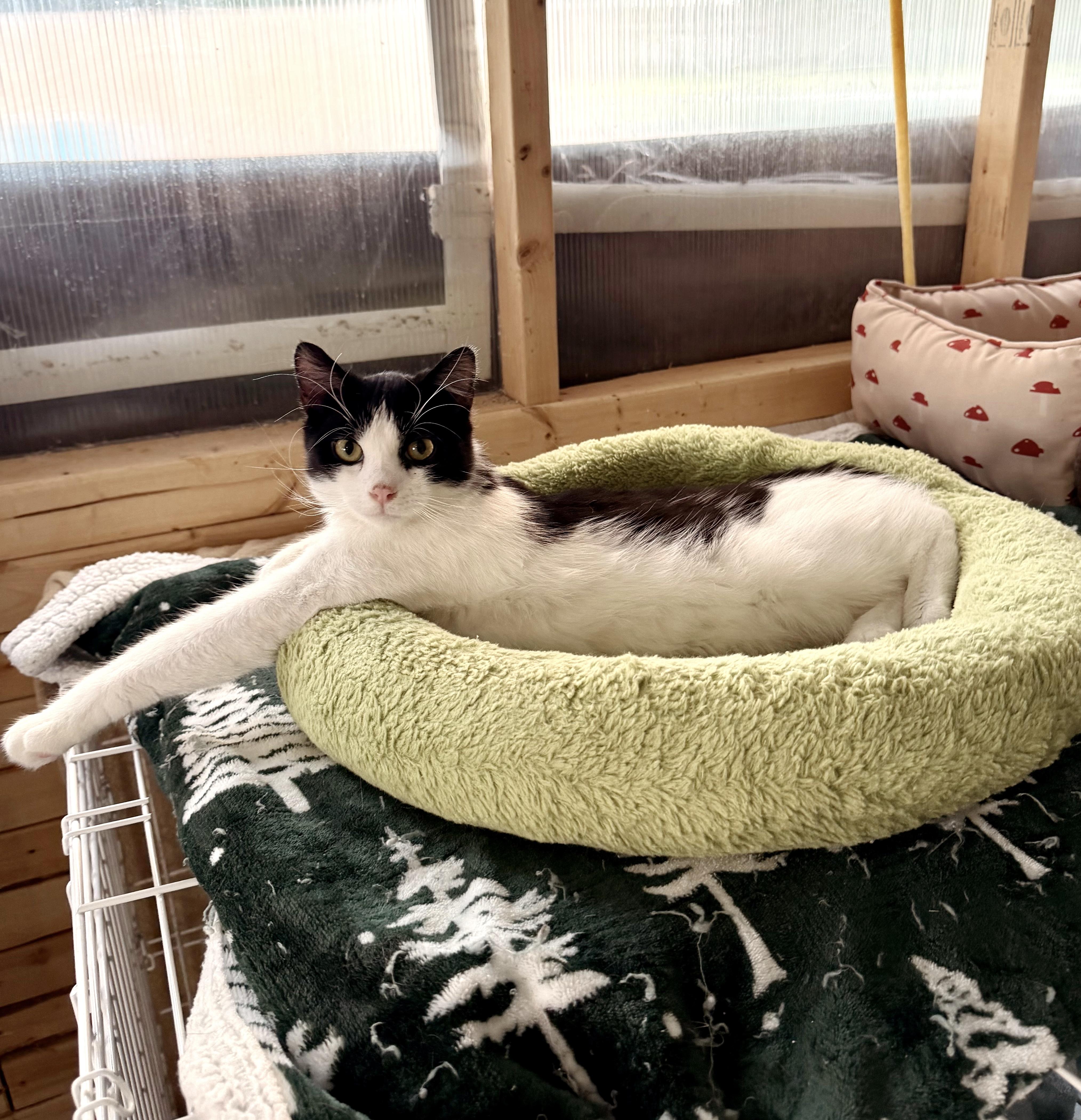 Enlarge Petyr, a ADOPTABLE Tuxedo in Philadelphia, PA image 4/5