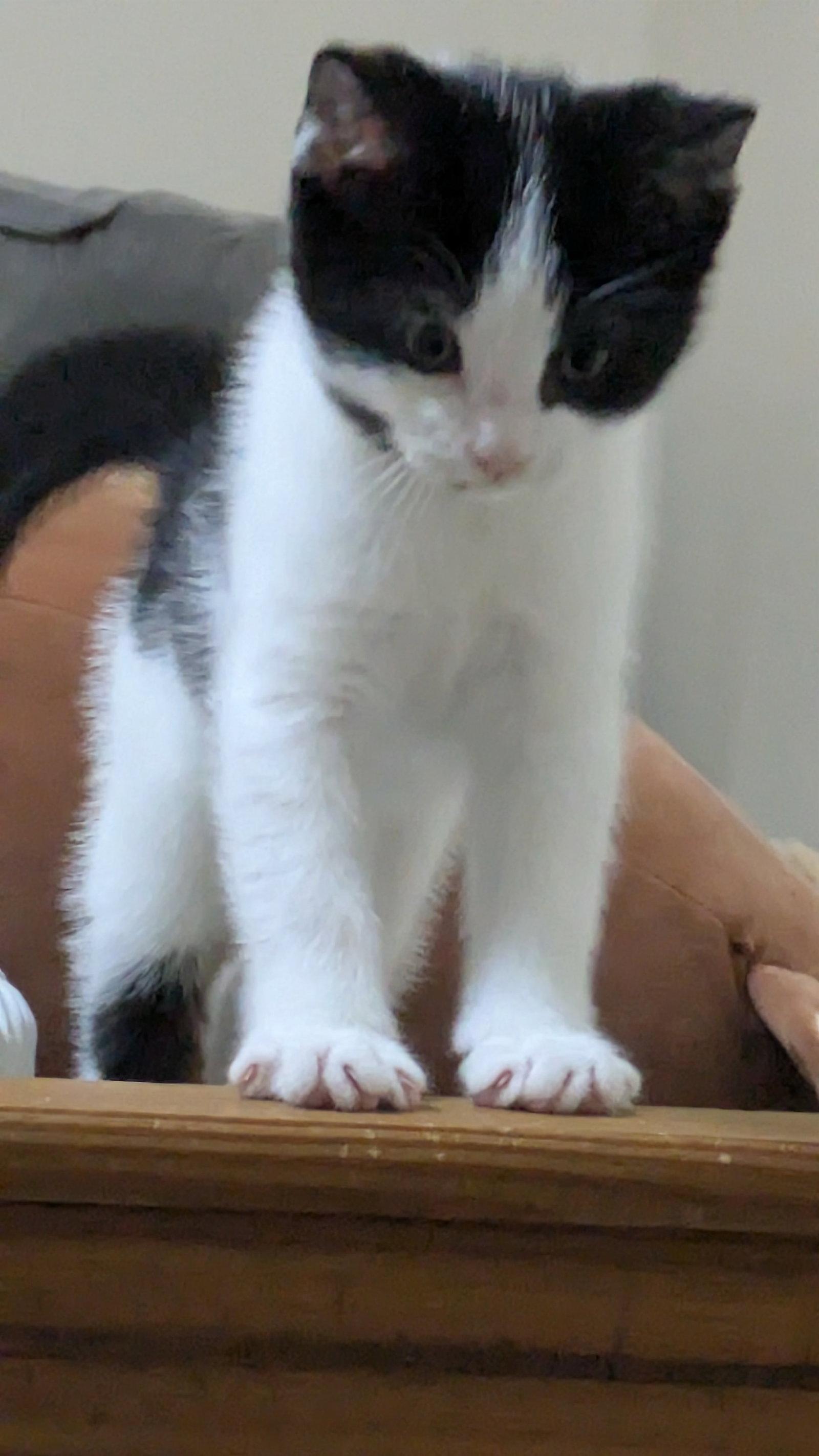 Sailor, Adopted, Young Male Domestic Short Hair.