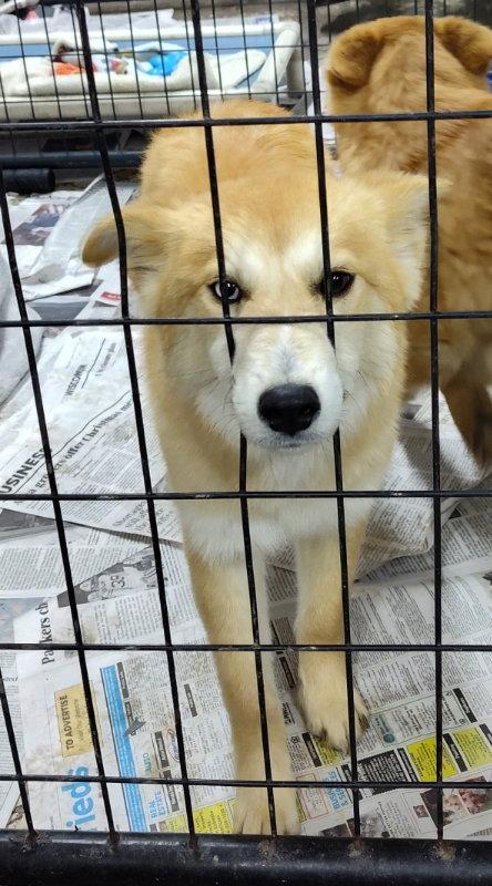 Enlarge Tatiana, a Adoptable mixed breed in Mukwonago, WI image 1/1