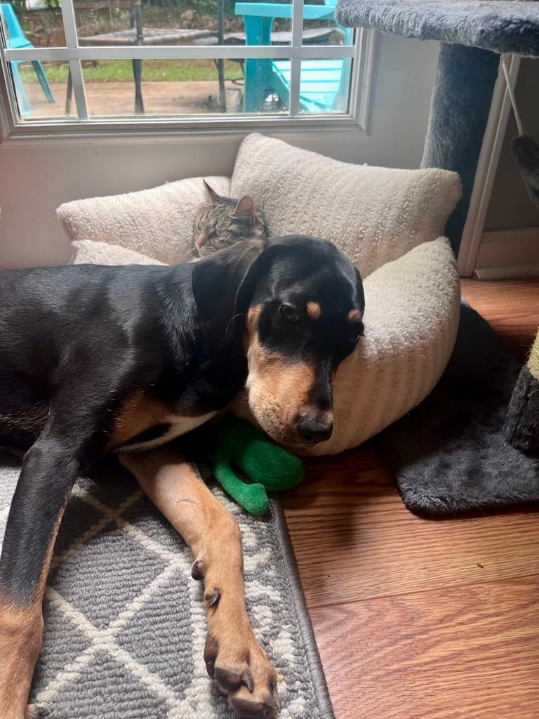 Brecks, Adoptable, Young Female Hound & Doberman Pinscher.