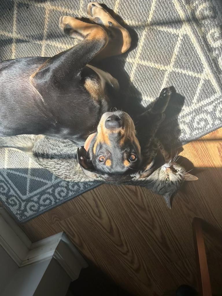 Brecks, Adoptable, Young Female Hound & Rat Terrier.