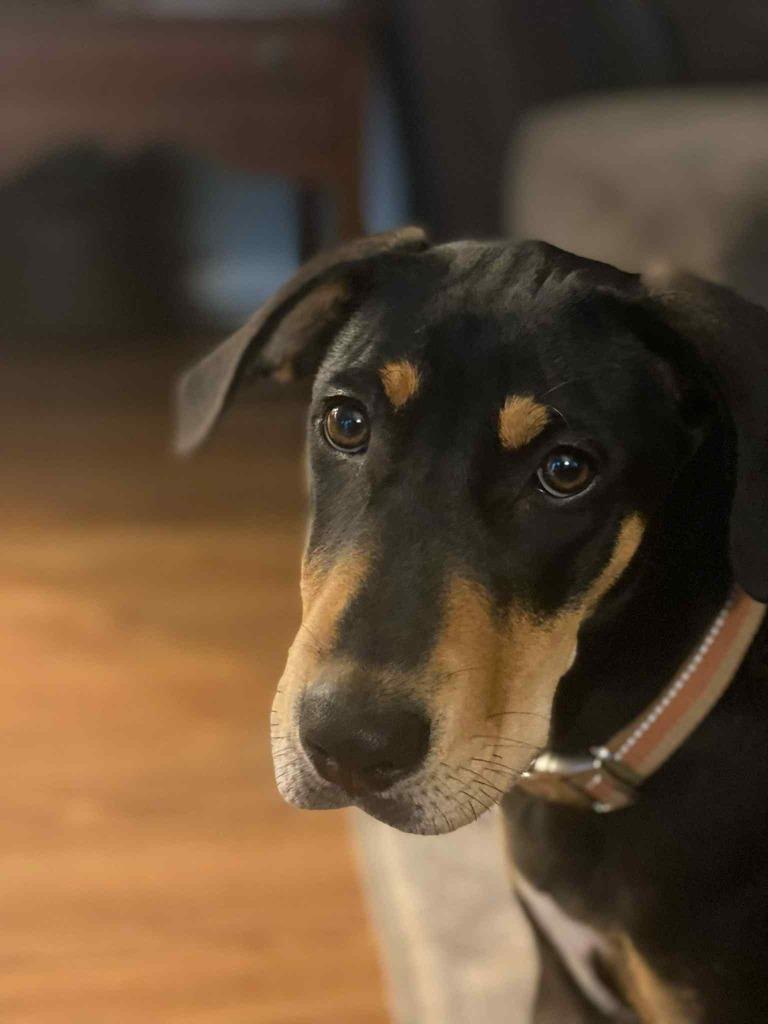 Brecks, a Adoptable mixed breed in Waxhaw, NC image 2/6