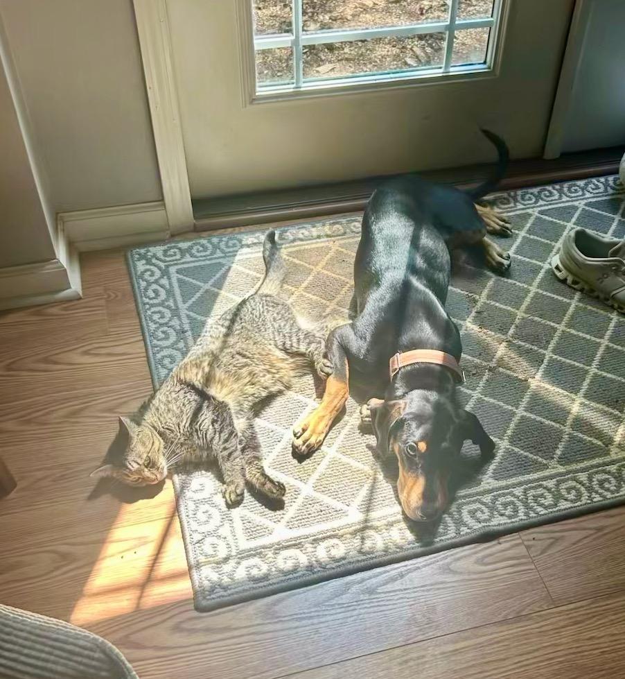 Brecks, a Adoptable mixed breed in Waxhaw, NC image 3/6