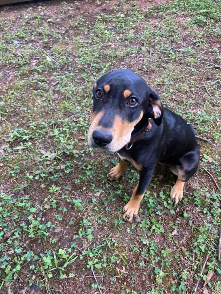 Brecks, a Adoptable mixed breed in Waxhaw, NC image 5/6