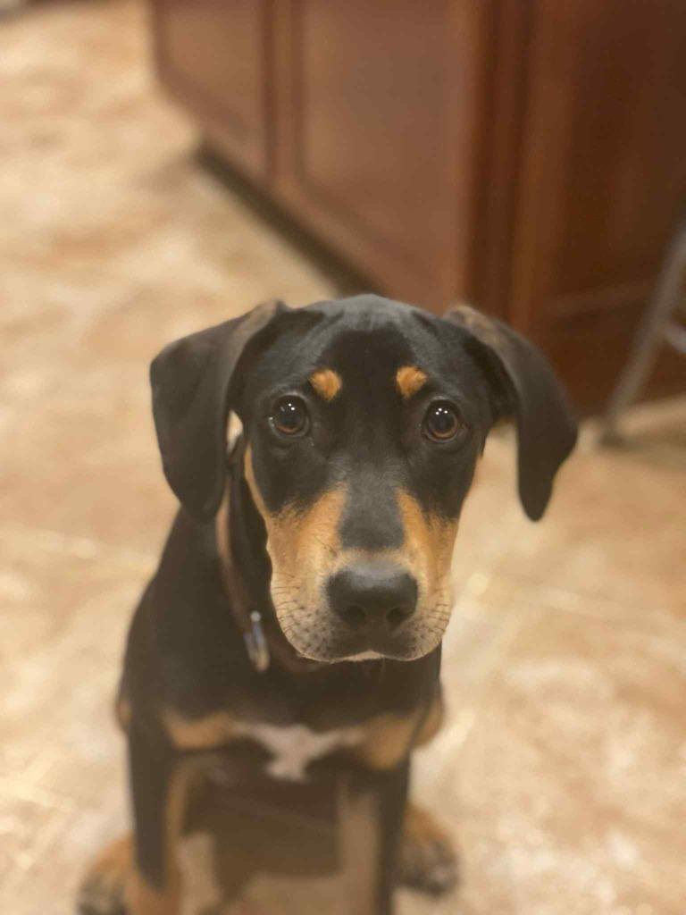 Brecks, a Adoptable mixed breed in Waxhaw, NC image 6/6