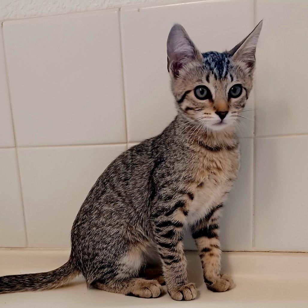 Moira, Adoptable, Kitten Female Domestic Short Hair.