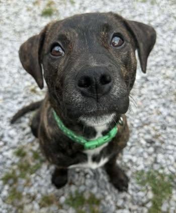 Scarlett, a Adoptable Boxer in Calera, AL image 4/6