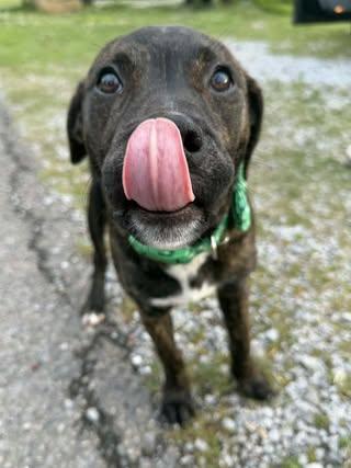 Scarlett, a Adoptable Boxer in Calera, AL image 6/6