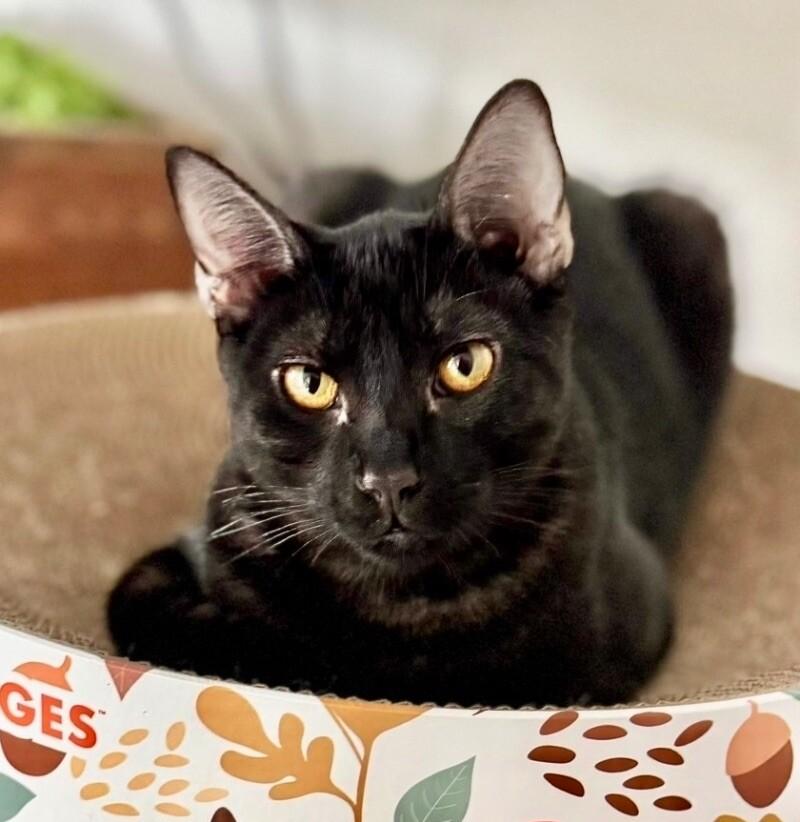 Double Stuffed Oreo ⭐️PROMOTION⭐️ Cookie Litter, Adoptable, Young Male Dilute Tortoiseshell.