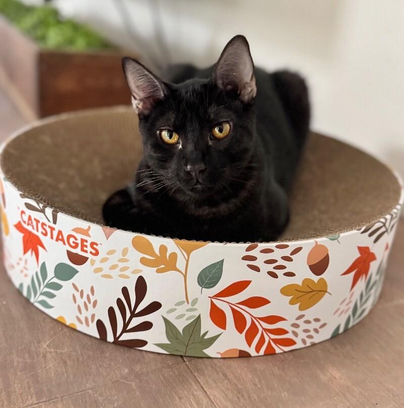 Enlarge Oreo -  Cookie Litter, a Adoptable mixed breed in Anthem, AZ image 2/6