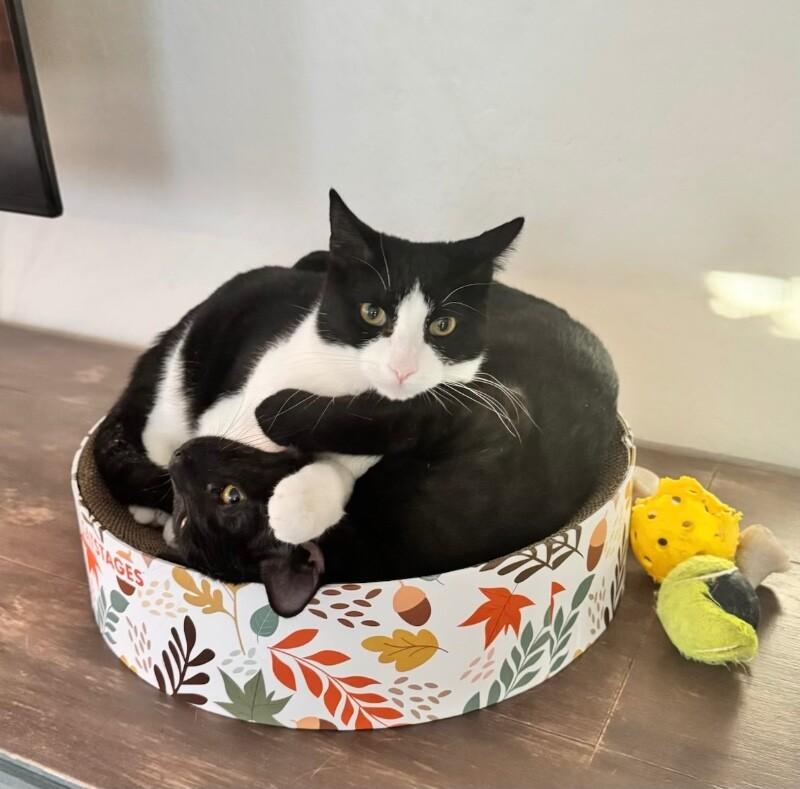 Oreo BONDED to Crumb- Cookie Litter, a Adoptable mixed breed in Anthem, AZ image 3/6