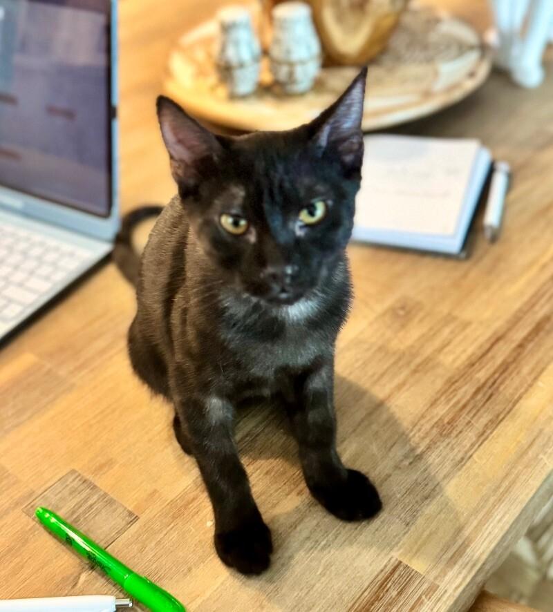 Enlarge Oreo -  Cookie Litter, a Adoptable mixed breed in Anthem, AZ image 3/6