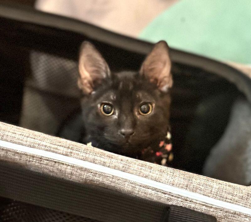 Enlarge Oreo -  Cookie Litter, a Adoptable mixed breed in Anthem, AZ image 4/6