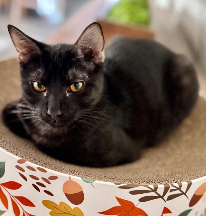 Enlarge Oreo -  Cookie Litter, a Adoptable mixed breed in Anthem, AZ image 5/6