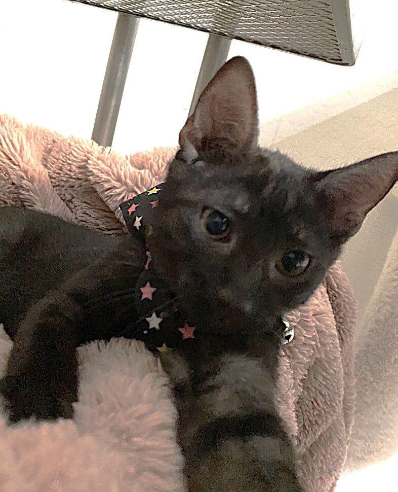 Enlarge Oreo -  Cookie Litter, a Adoptable mixed breed in Anthem, AZ image 6/6