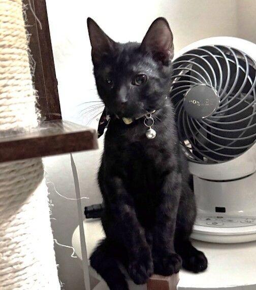 Oreo - Cookie Litter, a Adoptable mixed breed in Anthem, AZ image 6/6