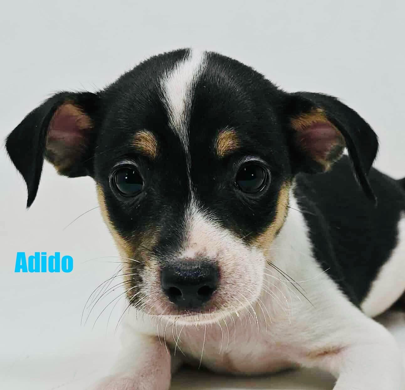 Adido