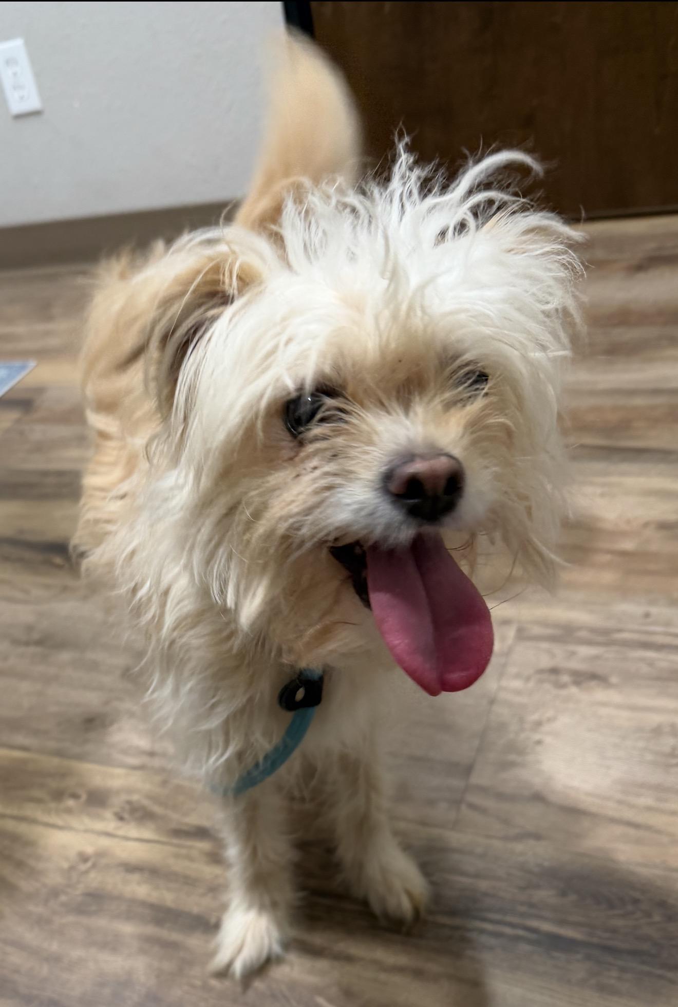 Baby Girl, ADOPTABLE, Adult Female Shih Tzu.