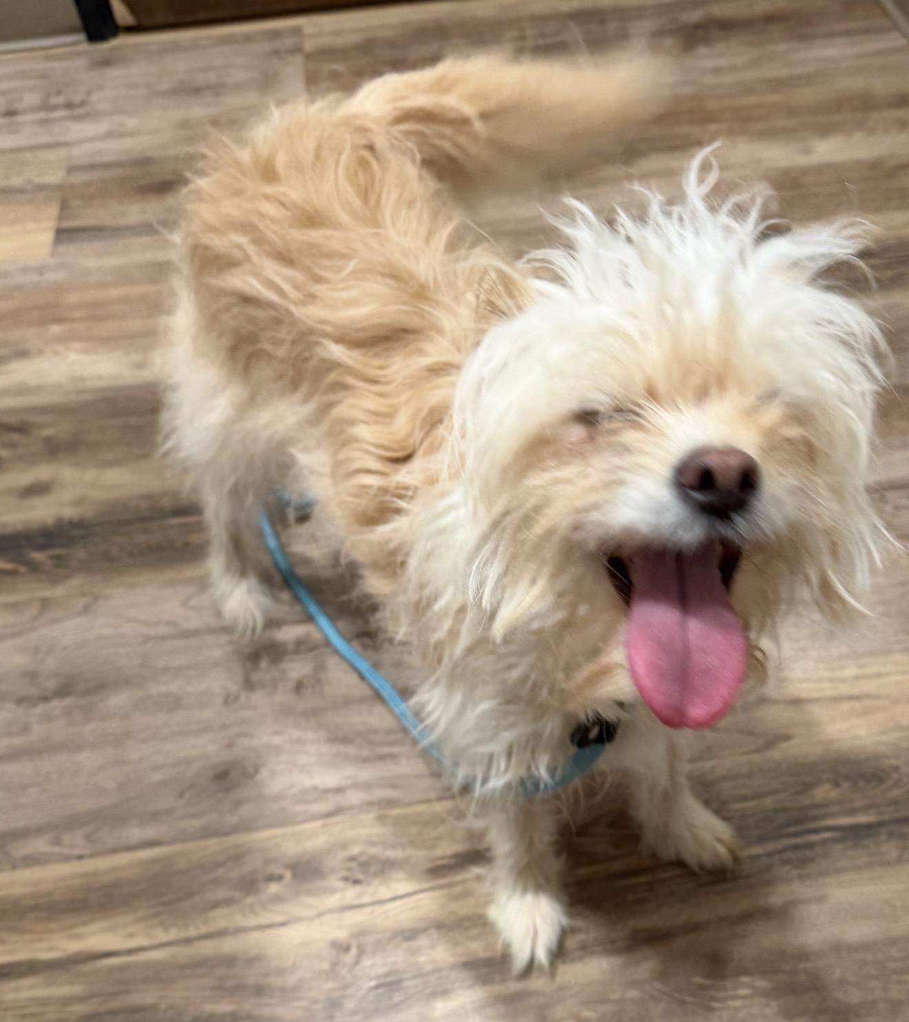 Enlarge Baby Girl, an adopted mixed breed in Westerly, RI image 2/2