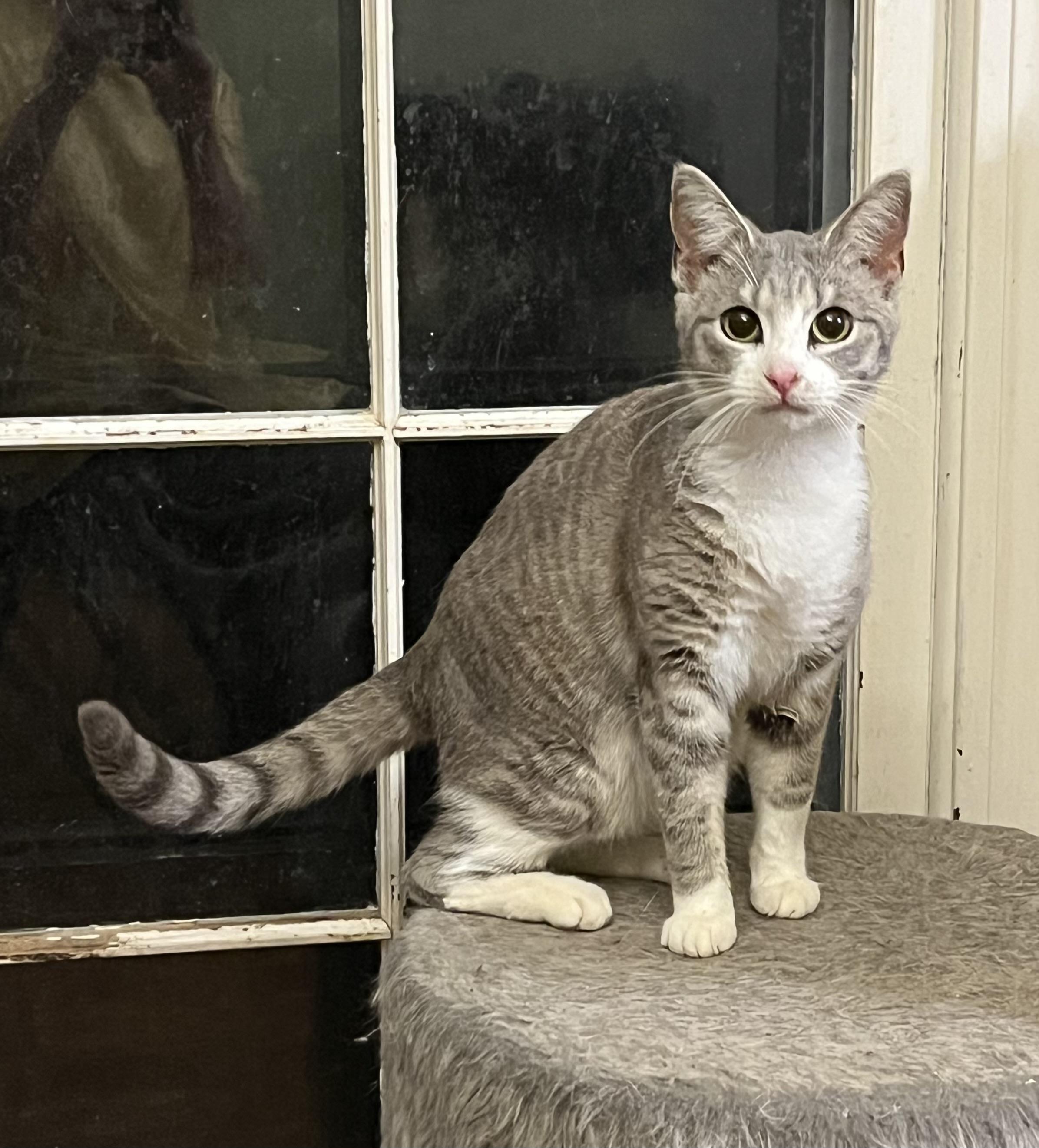 Looker, ADOPTABLE, Kitten Female Tabby.