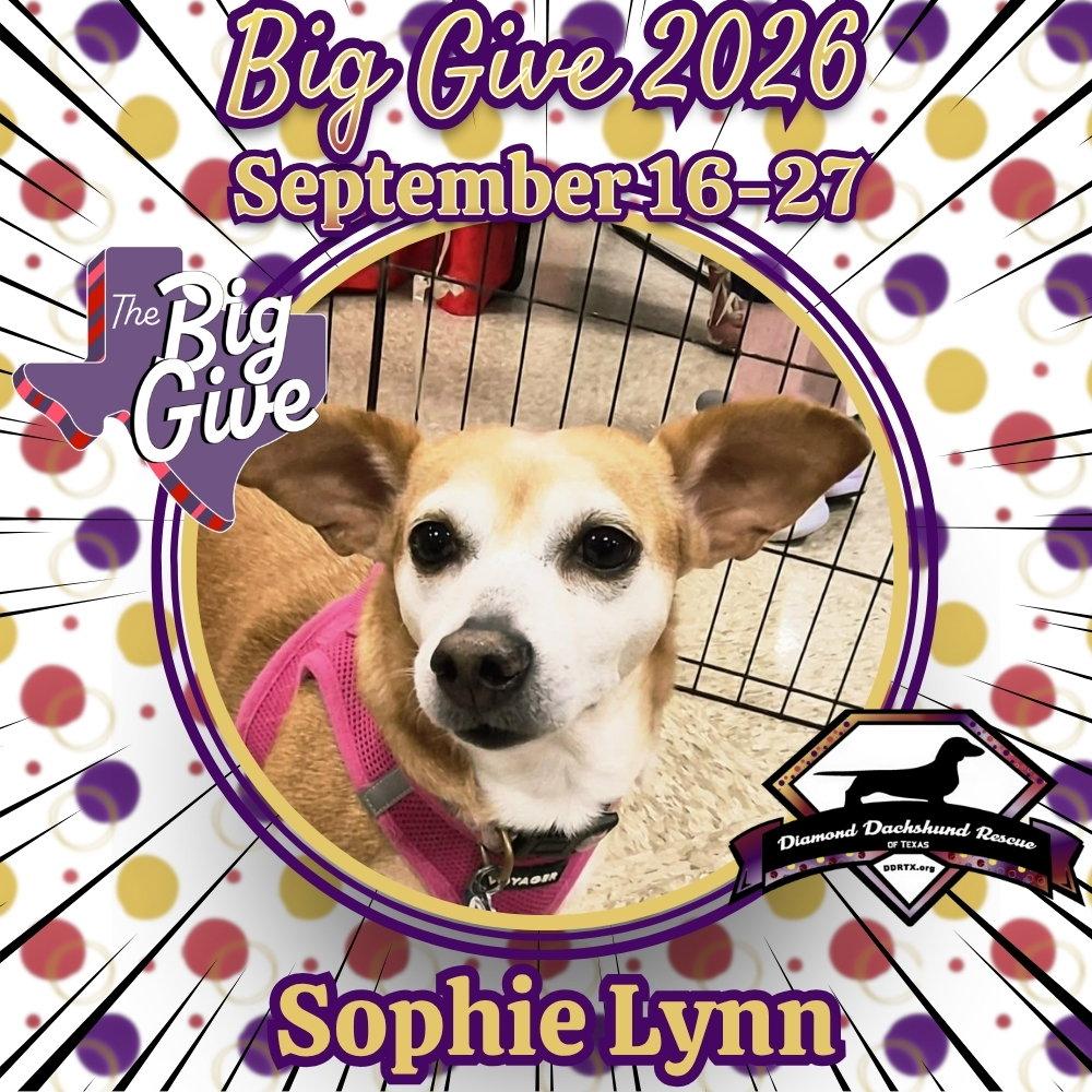 Sophie Lynn, Adopted, Adult Female Dachshund & Chihuahua.