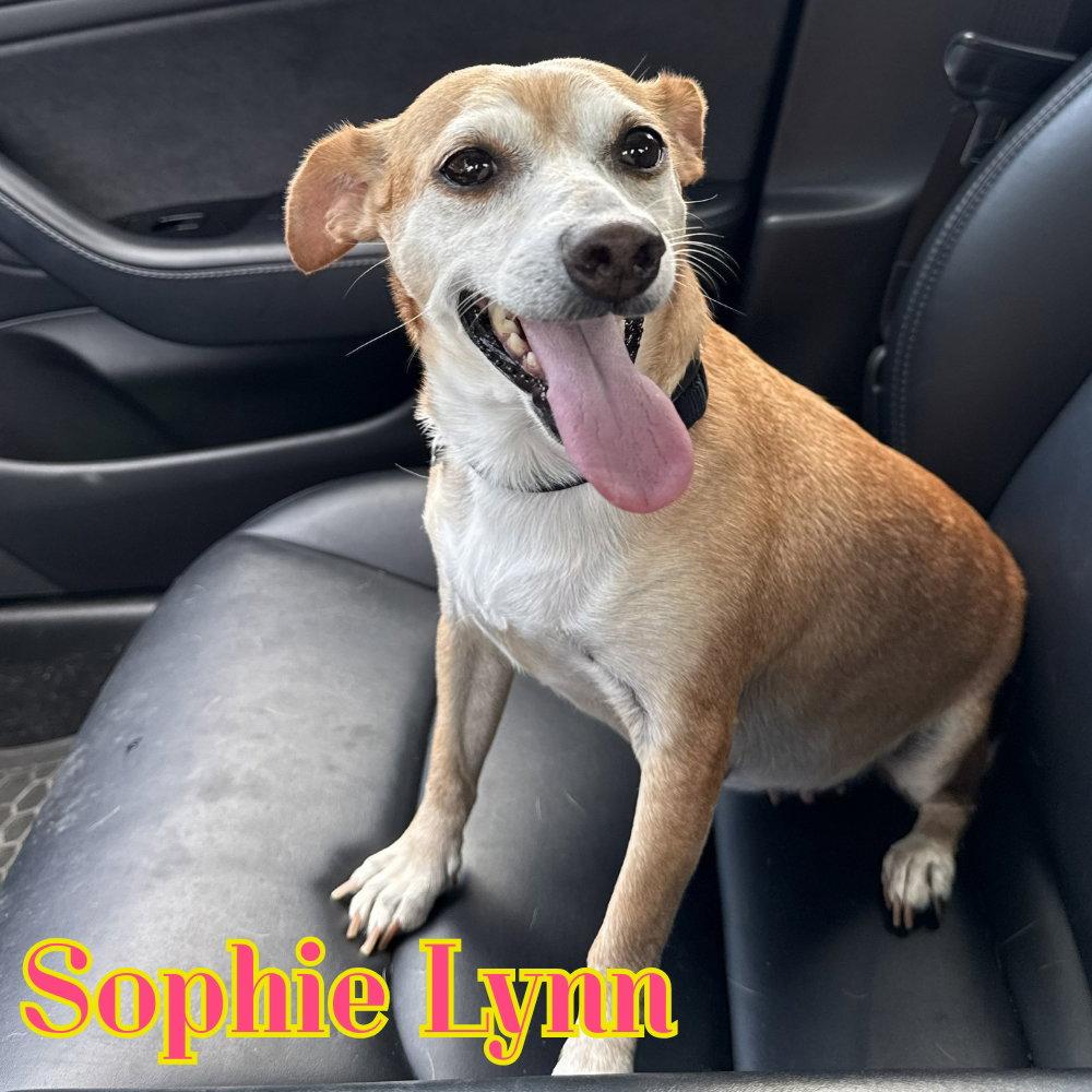 Enlarge Sophie Lynn, a Adopted mixed breed in San Antonio, TX image 2/3