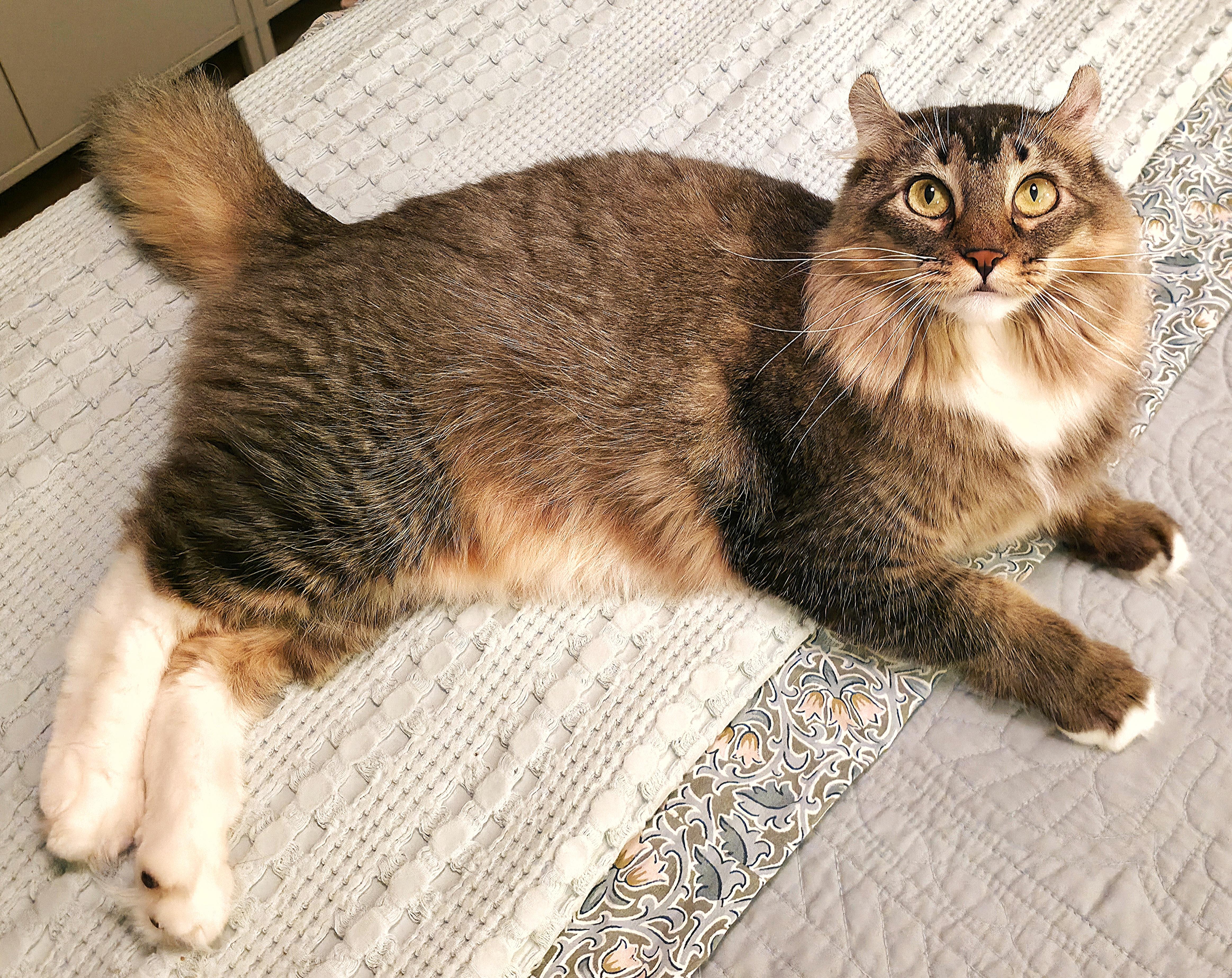 Enlarge Sorcha, an adopted mixed breed in Converse, TX image 2/6